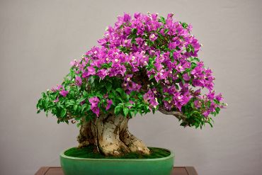 decorative-plants