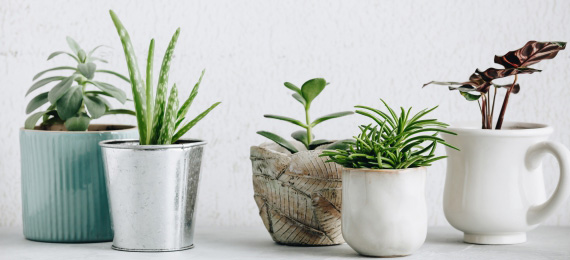 Plants on rent